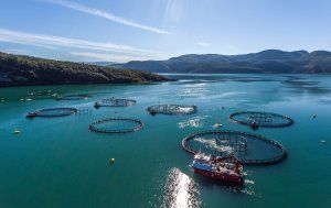 Lokaliteten Leivsethammran i Skjerstadfjorden.